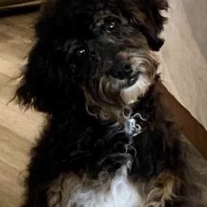 Meet your Posher, Terri